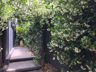 Climbing Plants & Vines