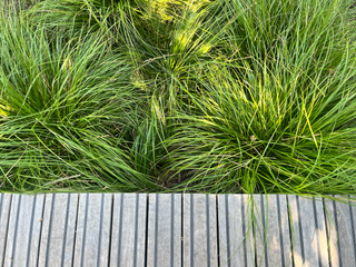 Garden Plants