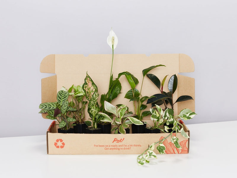 Assorted Indoor Plant Packs
