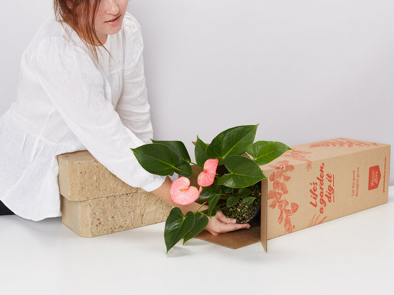 Plants As Birthday Gifts