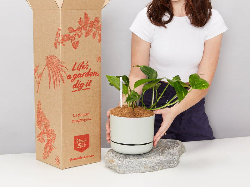 Indoor Plants For Housewarming Gifts