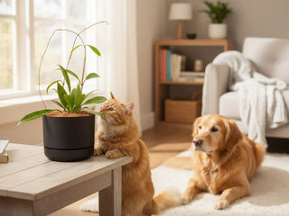 Pet Friendly Indoor Plants