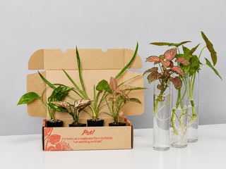 Box Of Houseplants That Can Grow In Water