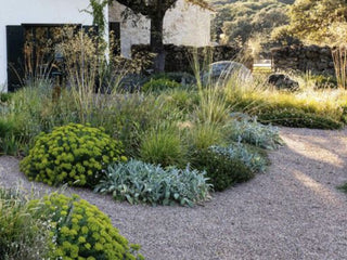 Drought Tolerant Plant Pack