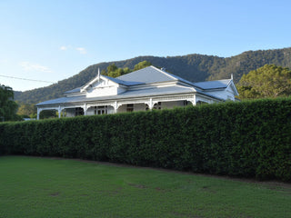 Syzygium Lilly Pilly Plants