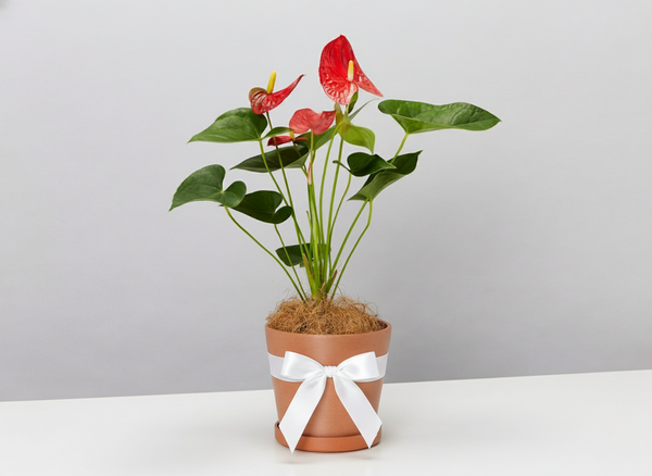 Anthurium Gift with White Ribbon