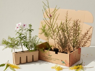 Birds and Bees 🐝  Australian Native Plant Pack