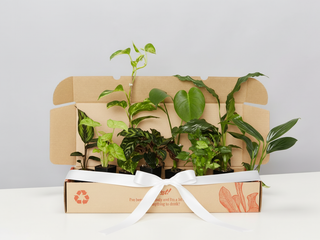 Low Light Indoor Plant Pack