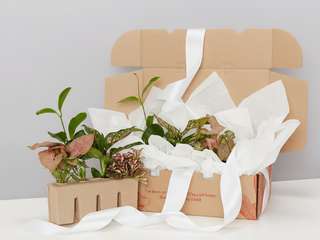 Pretty-in-Pink Plant Box