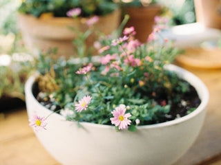 Sun Loving Potted Pretties Box
