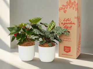 Corporate Plant Gifts