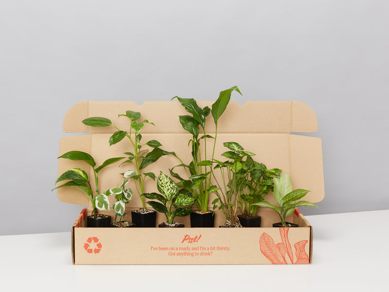 Open box of the The Plant Killers Houseplant Pack which are easy to care for indoor plants